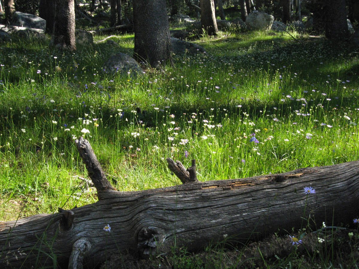 YOSEMITE NATIONAL PARK, CALIF. -- -- -8/2/06/06-- -- -Wet winter and spring is still causing wildflowers to bloom in the Lyell Canyon near the John Muir Trail in the Tuolumne Meadows area of Yosemite National Park. MARK CROSSE-- -FRESNO BEE